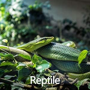 Digital Temperature Controller 2-Stage Thermostat Outlet Heating & Cooling Mode for Chest Freezer Refrigerator Homebrew Fermenter Greenhouse 110V 10A 1100W